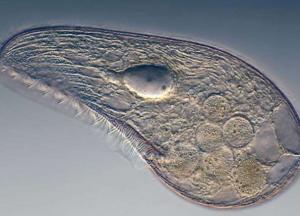 Ученые обнаружили возможного предка всех животных