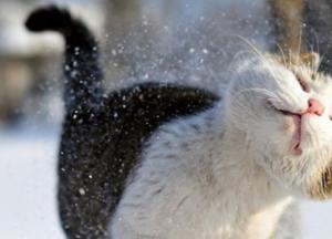 Прогноз погоды на 21 января: морозы отступят с большинства территорий