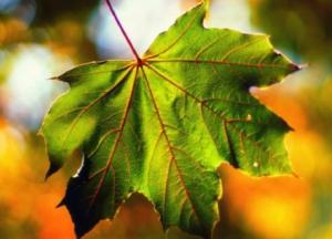 Прогноз погоды на 13 сентября: жара и чрезвычайный уровень пожарной опасности