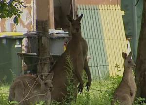Злой кенгуру набросился на женщину и выбил глаз (фото, видео) 