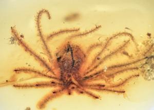 В Китае найдены окаменелости цветов, которым 100 млн лет