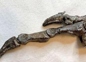Археологи обнаружили окаменелого предшественника современных птиц 