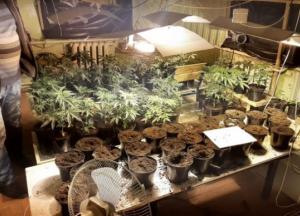 На Киевщине разоблачили "наркоаграриев", обустроевших в частном доме цех по выращиванию каннабиса