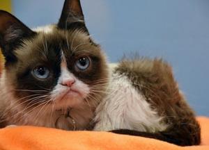 Умер самый известный кот в мире (фото)