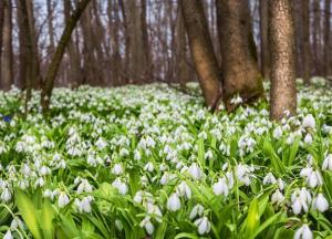 Прогноз погоды на 5 марта: непогода разделит Украину пополам