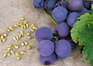 Медики назвали полезные для здоровья свойства виноградных косточек