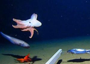 Ученые сфотографировали осьминога на рекордной глубине 
