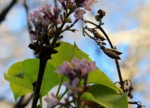 В Одессе расцвела сирень в середине декабря (фото)