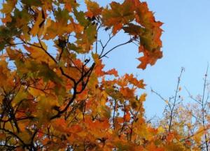 ​Погода на выходных 23–24 октября: от заморозков до бабьего лета