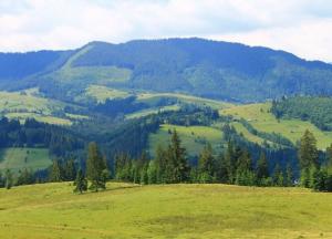 На Закарпатье нашли гриб-гигант (фото)