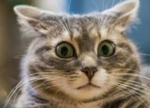 В Харькове неадекват стреляет в домашних животных разрывными пулями (фото)