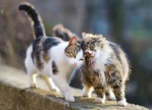 Прогноз погоды на 11 декабря: в Украине потеплеет