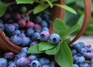 Ученые выявили уникальное свойство черники