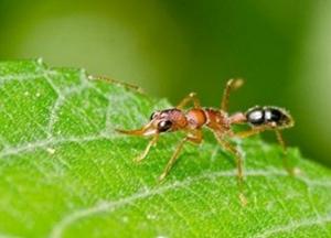 Биологи обнаружили насекомых, меняющих размеры собственного мозга