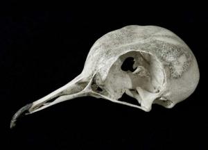 Палеонтологи обнаружили новый ископаемый вид птиц