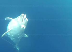 В Крыму нашли кладбище убитых дельфинов (видео)