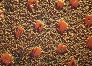 Раскрыта загадка "ведьминых кругов" в пустыне