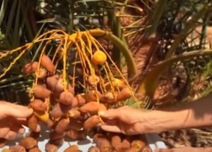 Ученым удалось "воскресить" древнее растение, которое упоминается в Библии (видео)