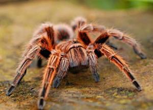 Ученые назвали самых ядовитых пауков планеты (фото)