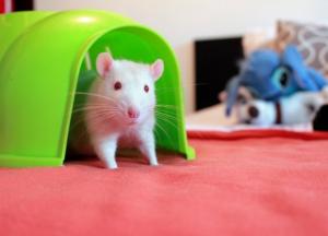 Назван главный символ Нового года-2020 (фото)