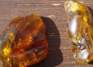 Ученые нашли в янтаре крыло птицы, жившей 100 миллионов лет назад 