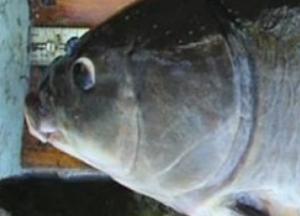 Ученые нашли 112-летнюю пресноводную рыбу (фото)