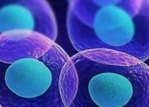 Исследователи создали человеческие клетки, которые имеют прозрачные способности