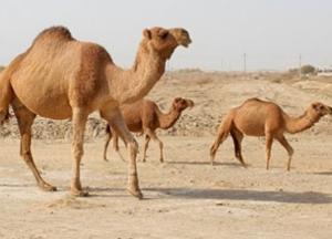 Ученые нашли братьев африканских верблюдов в Америке