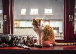 Прогноз погоды на 10 декабря: Западную Украину накроют дожди и снегопады