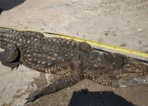 Крокодила на Арабатской Стрелке достали из воды мертвым (фото)