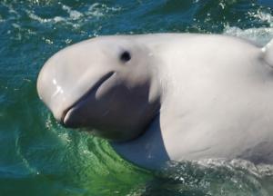 Ученые обнаружили новый вид китов