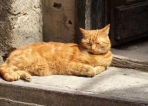 Прогноз погоды на 24 июля: в Украине – без жары и дождей