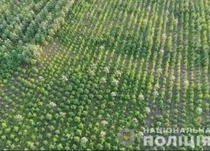 Под Херсоном обнаружили рекордный посев конопли стоимостью 300 млн грн (фото, видео)