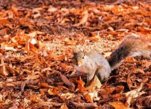 Прогноз погоды на 13 октября: дожди накроют половину Украины