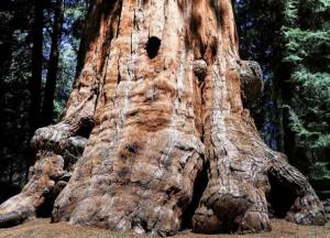 В Греции нашли дерево, которому 20 миллионов лет