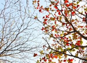 В Украину после первого снега придет потепление