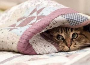 Прогноз погоды на 16 ноября: в Украину идет похолодание и ночные морозы