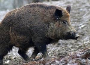 Дикий кабан ворвался в McDonald’s (видео)