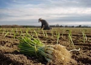 Рада утвердила денежную помощь для молодых фермеров
