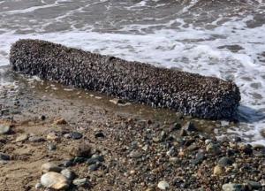 В Британии мужчина нашел на пляже странное "живое" бревно (фото)