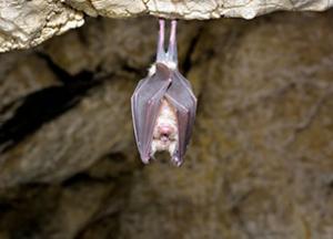 На британском острове нашли редкий вид крошечных летучих мышей