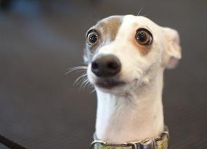 Ученые доказали, что владельцы собак живут дольше и реже болеют