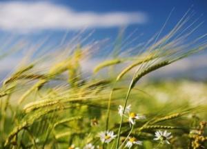 Прогноз погоды на 8 августа: жара и сильный ветер