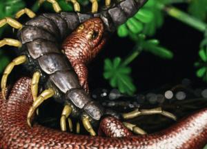 Археологи нашли следы древнейшей рептилии на Земле