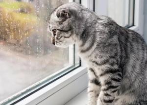 Прогноз погоды на 22 февраля: преимущественно без осадков и тепло 