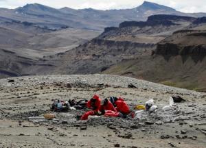 Ученые обнаружили зубы млекопитающего, которым 74 млн лет