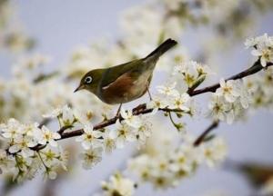 Прогноз погоды на 2 апреля: в Украине будет тепло и солнечно