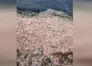 Возле Одессы массово гибнет рыба и креветки (видео)