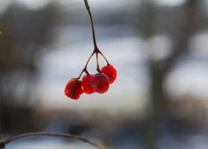 Прогноз погоды на 13 декабря: в Украину идет новое потепление 