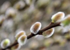 Прогноз погоды на 18 марта: днем - тепло, но ночью – мороз